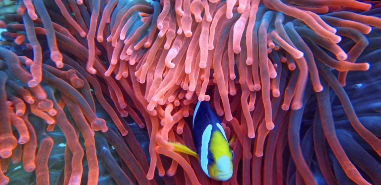 Ters yönde giden at arabası tehlike saçtı