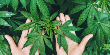 Kenevir yetiştiriciliğinde yeni dönem